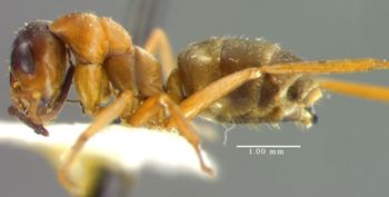 Media type: image; Entomology 34597   Aspect: habitus lateral view
